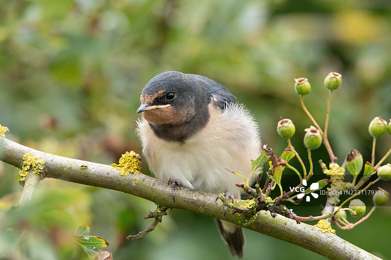 年轻的燕子栖息在郁郁葱葱的花园树枝上图片素材