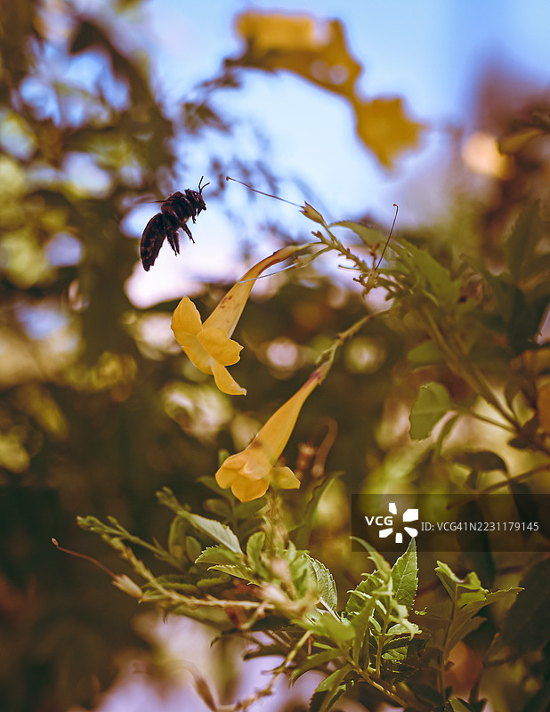蜜蜂在花园中飞翔，靠近黄色花朵的特写镜头图片素材
