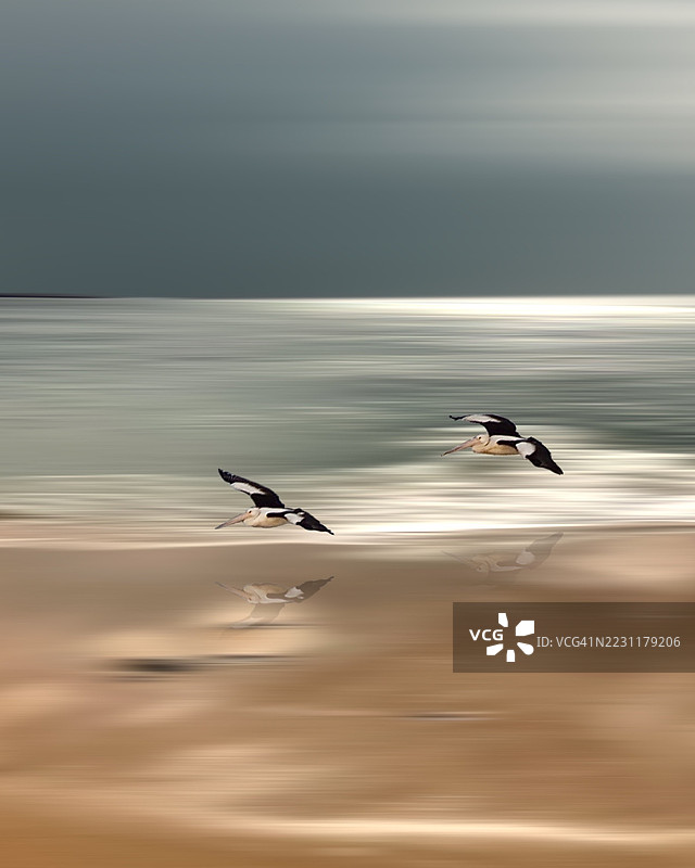 两只鹈鹕在澳大利亚马鲁基多尔的宁静湿地上空飞翔图片素材