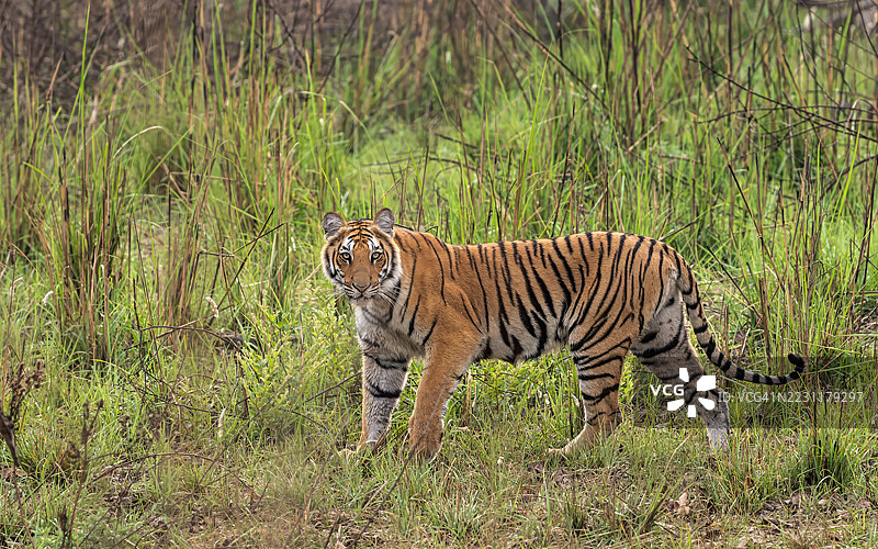 雄伟的老虎站在郁郁葱葱的绿植中图片素材
