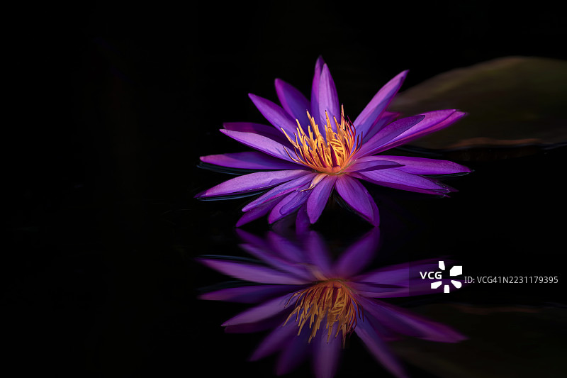 紫色睡莲映照在黑暗的水面上图片素材