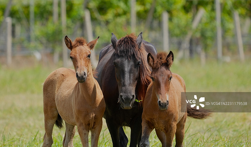 三匹马在田野里并肩而立图片素材