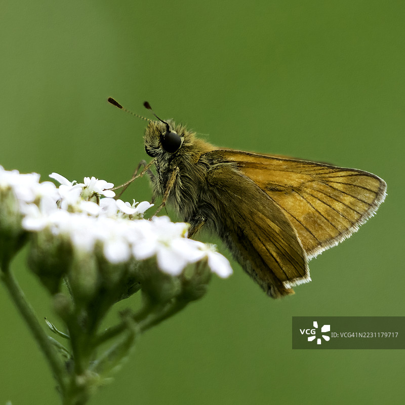 蝴蝶在白色花朵上授粉的特写镜头图片素材