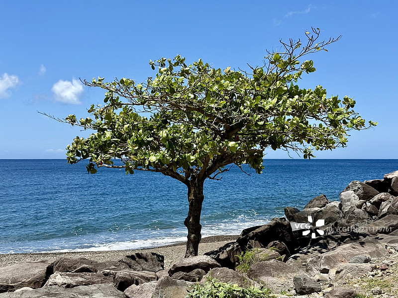 孤独的树木矗立在岩石海岸，蓝天清澈，位于瓜德罗普的古尔贝尔。图片素材