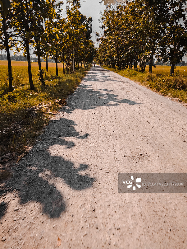 宁静的乡村道路两旁种满了树木图片素材