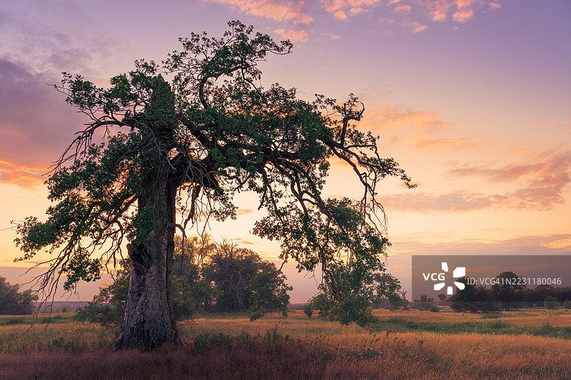 日落时分，波兰莫西纳田野中的雄伟树木图片素材