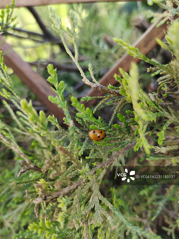 瓢虫栖息在绿色植物上图片素材