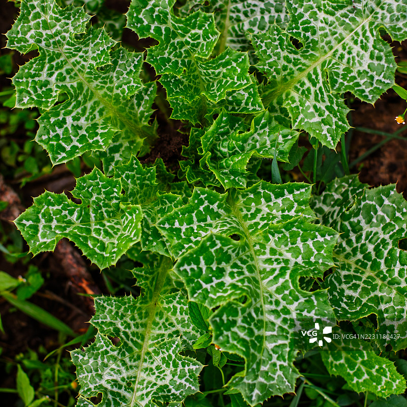 鲜艳绿色的奶蓟叶特写图片素材