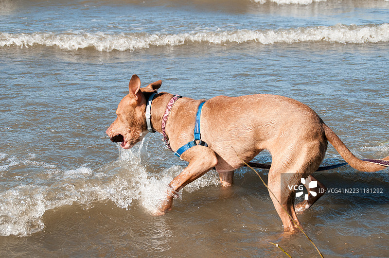 狗在海浪中玩耍图片素材
