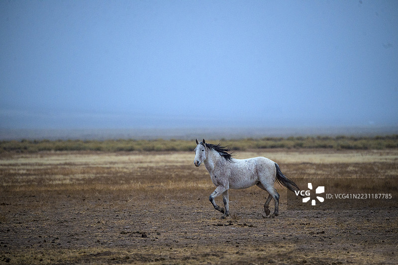 野生美洲野马图片素材