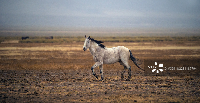 野生美洲野马图片素材