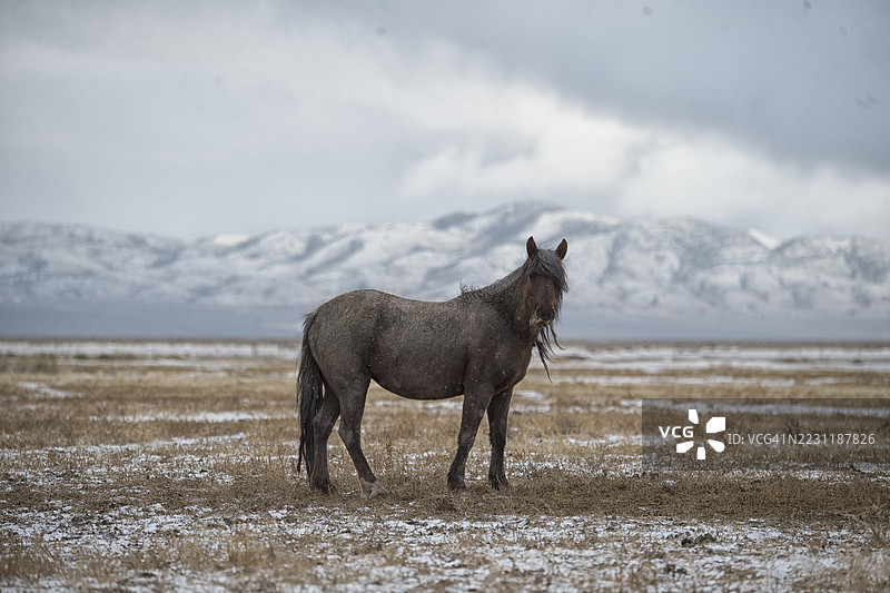 野生野马图片素材