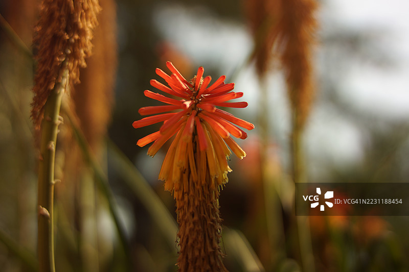 盛开的鲜艳红色火钳花特写图片素材