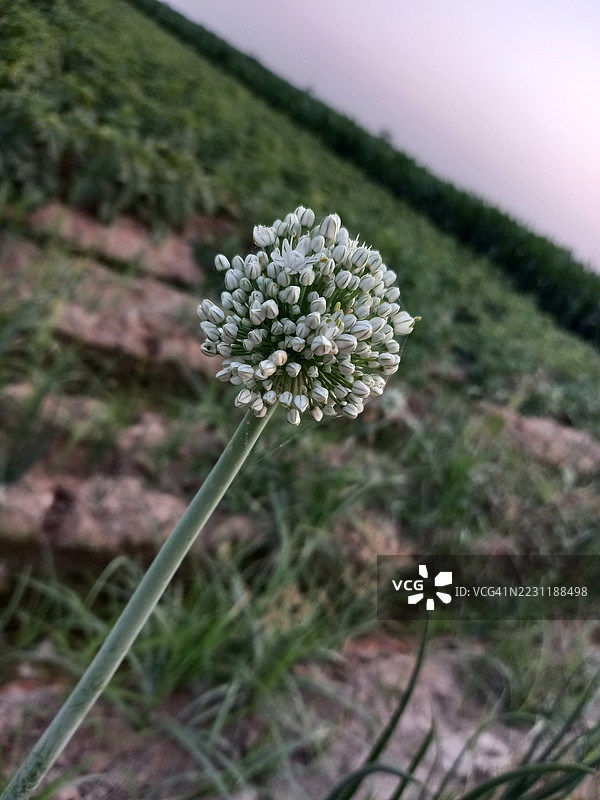 黄昏时分田野中洋葱花的特写图片素材
