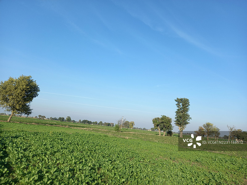 广阔的绿色农田在晴朗的蓝天下图片素材