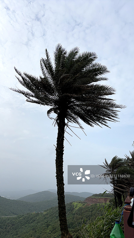 高大的棕榈树在多云的天空下，背景是山地风景，印度Mhow图片素材