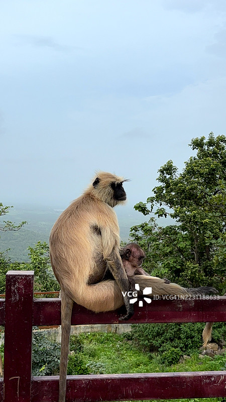 在自然环境中坐在栏杆上的长尾猕猴与幼崽，印度Mhow图片素材