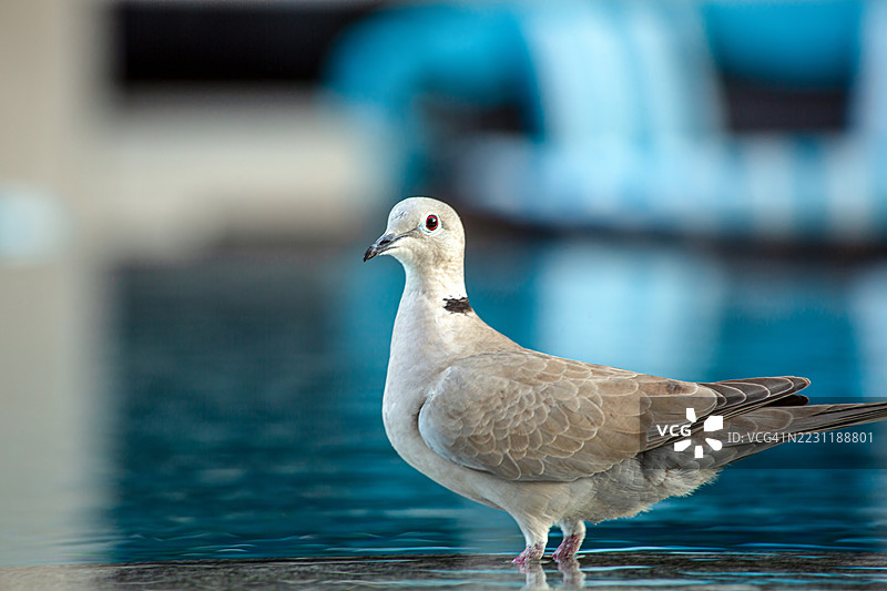特写：一只鸽子站在泳池边图片素材