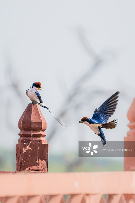 两只燕子栖息在陶土栏杆附近并飞翔图片素材