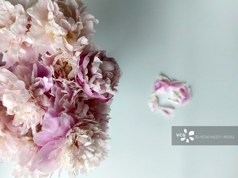 白色背景上的粉色牡丹花特写图片素材
