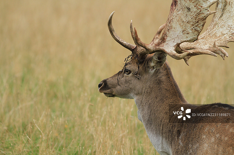 雄伟的鹿在草地上，头戴鹿角图片素材