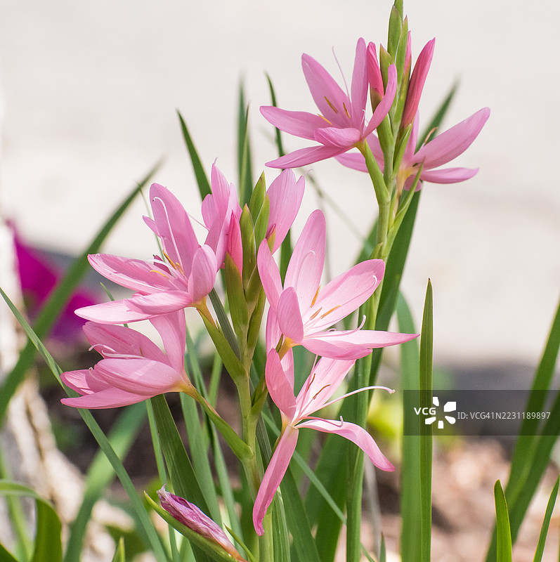 盛开的粉色花卉植物特写图片素材