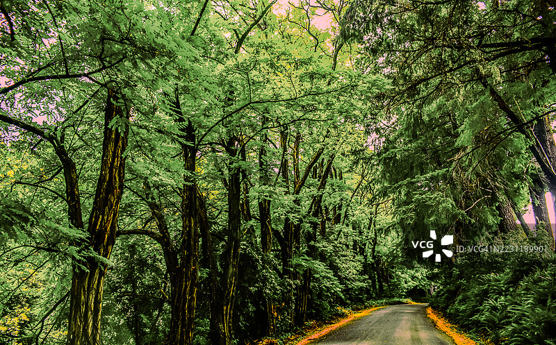 宁静的森林小路被郁郁葱葱的绿植环绕，费恩代尔，美国图片素材
