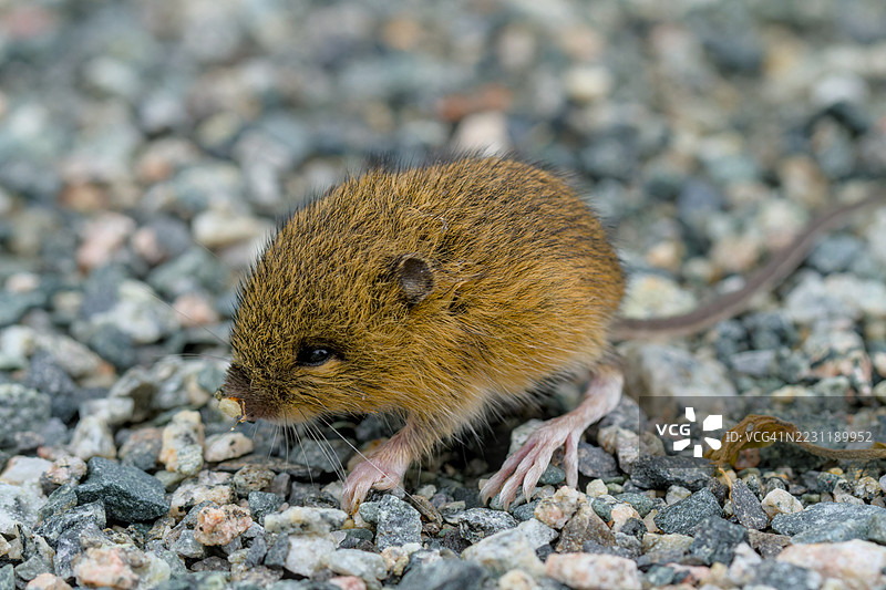 小型啮齿动物在碎石上的特写镜头图片素材
