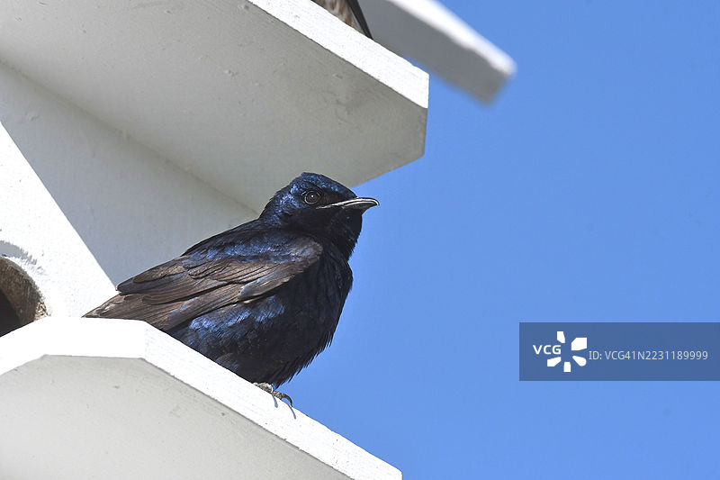 紫胸鸲栖息在鸟屋上，背景是晴朗的蓝天图片素材