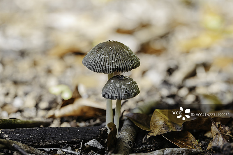 森林地面上生长的蘑菇特写镜头图片素材