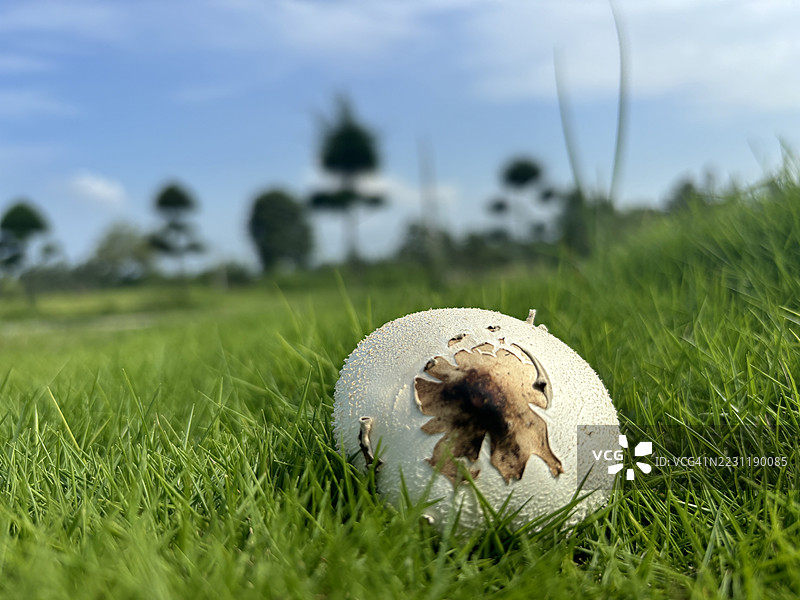 草地上的蘑菇特写图片素材