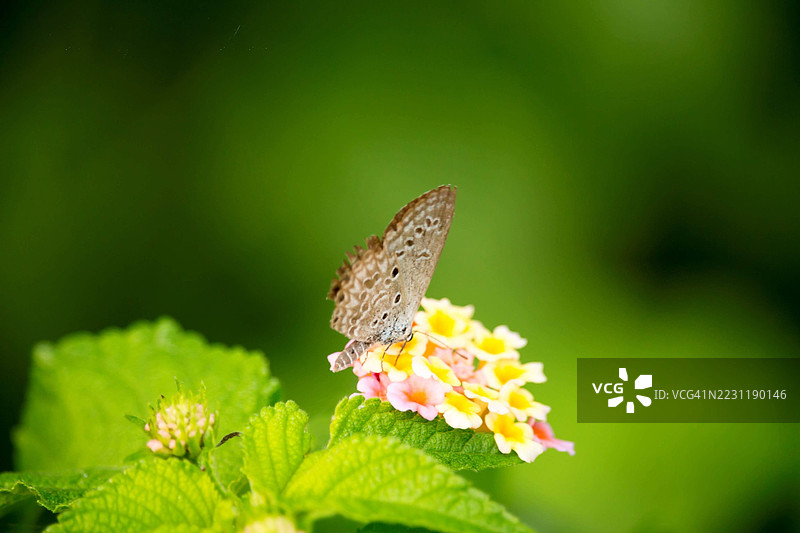 蝴蝶在鲜艳的马缨丹花上授粉图片素材