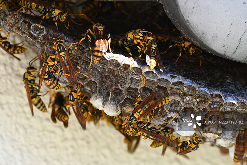 黄蜂在木质表面筑巢的特写镜头图片素材