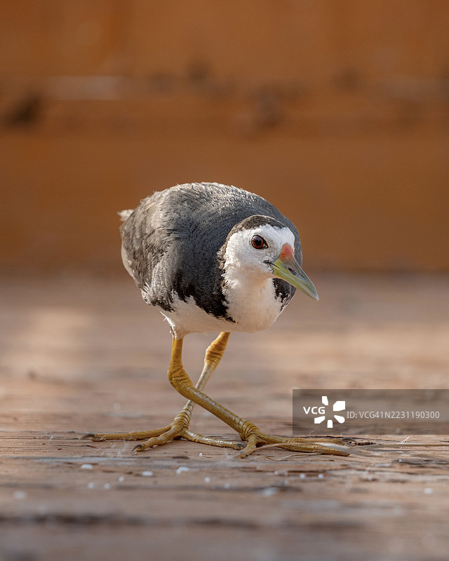 白胸水鸡在木质表面上行走的特写镜头图片素材