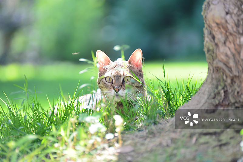 猫藏在树下的草丛中图片素材