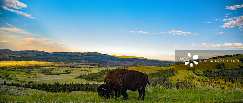 美国风景如画的山谷中，野牛在吃草图片素材