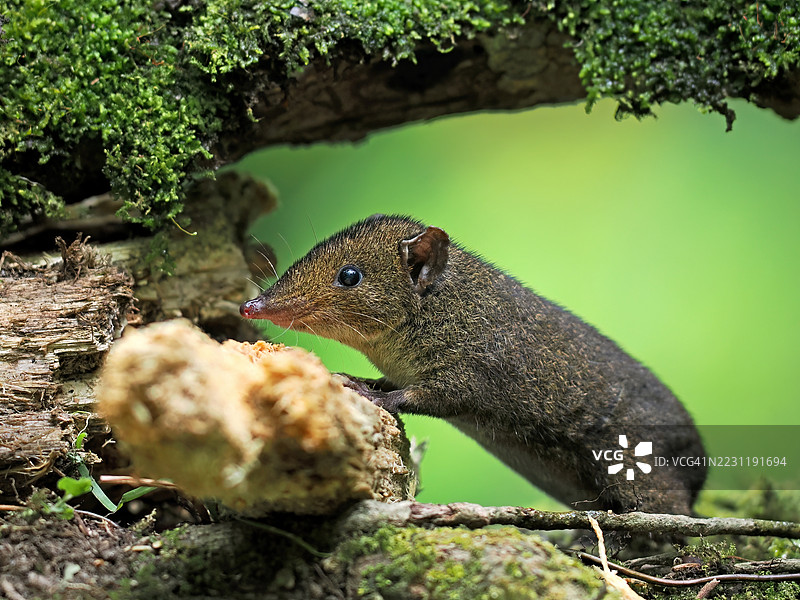 森林中树枝上的鼩鼱特写镜头图片素材