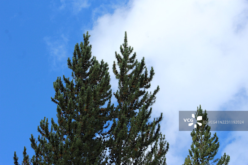 高大的松树映衬着晴朗的蓝天图片素材