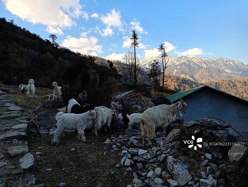 一群山羊在山地风景中吃草图片素材
