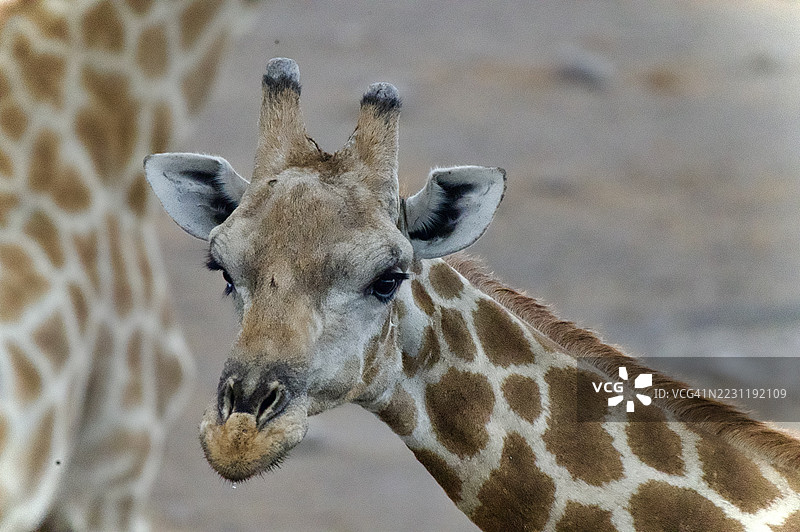 在其自然栖息地的长颈鹿特写镜头图片素材