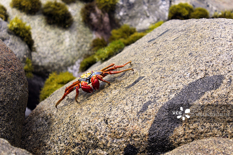 色彩斑斓的螃蟹在岩石海岸上图片素材