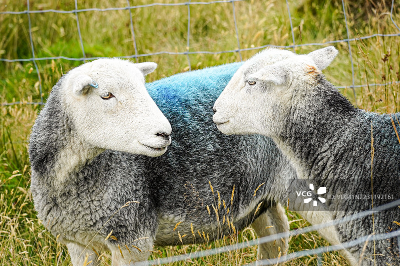 两只羊站在草地上图片素材