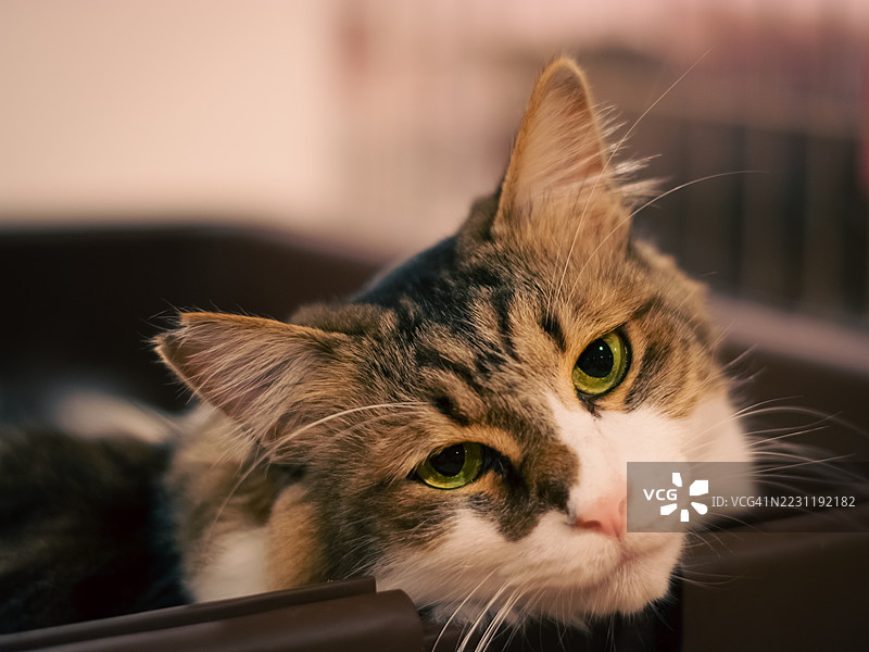 放松的家猫特写肖像图片素材