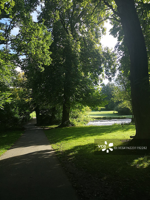阳光照耀下的郁郁葱葱公园小径图片素材