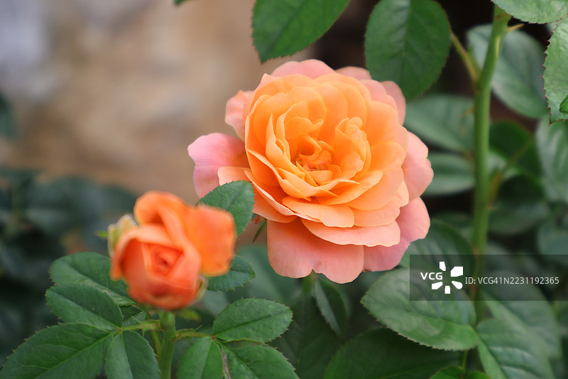 花园中盛开的橙色玫瑰特写图片素材