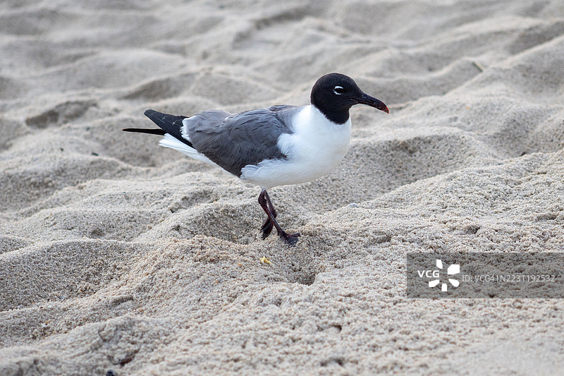 海鸥在沙滩上行走图片素材