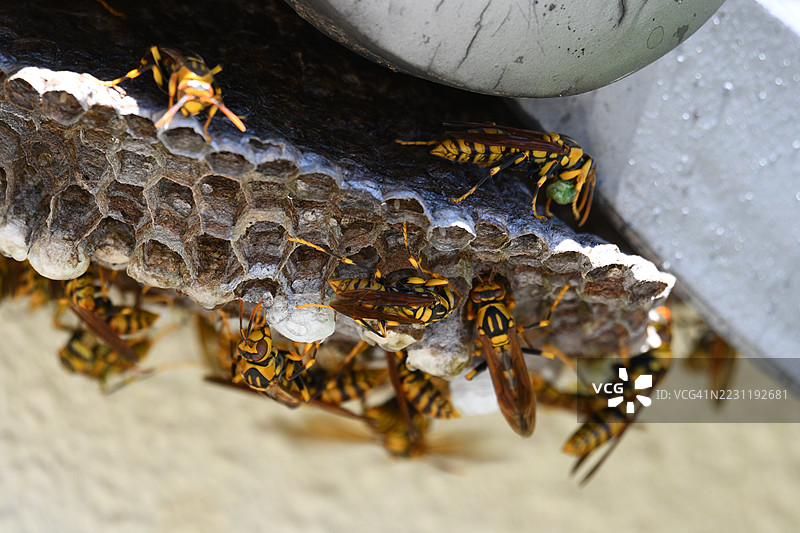 金属表面下蜂窝上的黄蜂特写镜头图片素材