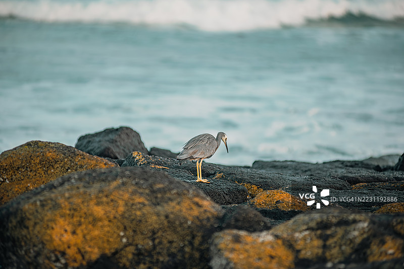 一只苍鹭站在海岸的岩石上图片素材