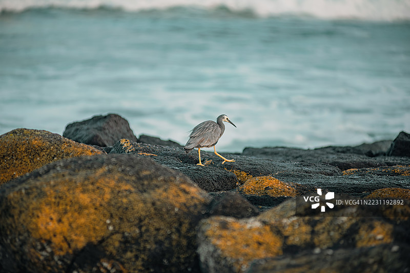 一只苍鹭在海边的岩石上行走图片素材