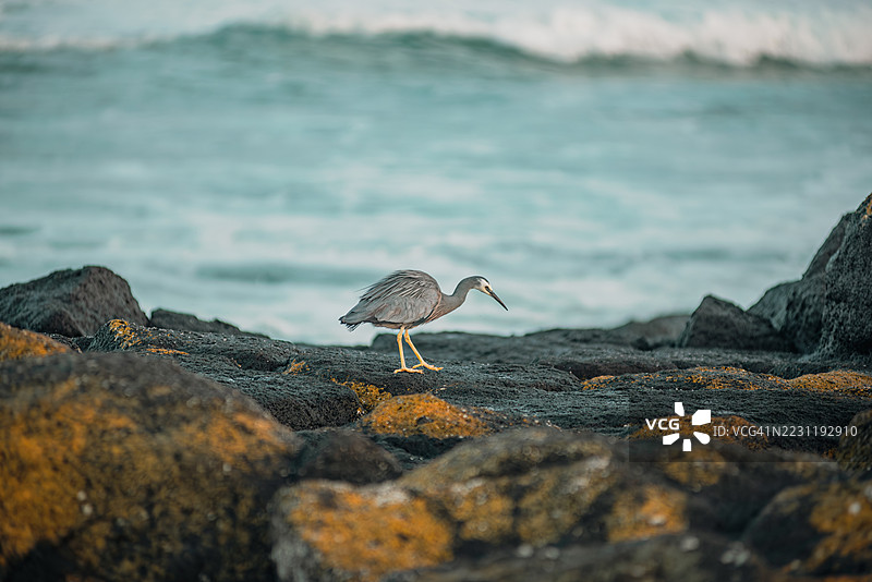 海滩上站在岩石上的苍鹭特写镜头图片素材